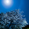 月夜桜