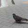 鳩たち