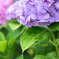 紫陽花01