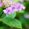 紫陽花02