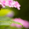 紫陽花03