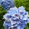 紫陽花(青)