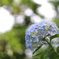 紫陽花