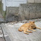 近所にいた不機嫌な猫