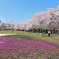 赤城山の千本桜