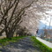 桜並木