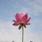 Lotus in the sky
