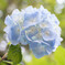 Hydrangea