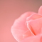 grace