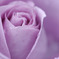 rose10