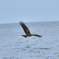 鳶