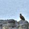 鳶