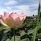 スマホでハスの花