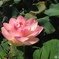 スマホでハスの花