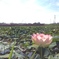 スマホでハスの花