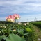 スマホでハスの花