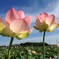 スマホでハスの花