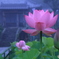 朝霧の棲真寺