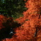 紅い
