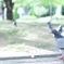 鳩