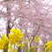 春の風