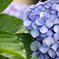 紫陽花 1