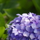 紫陽花 2