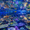 魚の世界