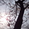 東海市中ノ池の桜。