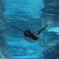 ペンギン
