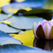 Water lily