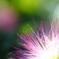 夏の花　４