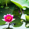 水中華