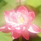淡い感じ