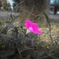野に咲く花のように
