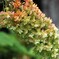 大きな紫陽花？