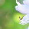 愛の花