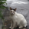 ねこさん