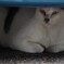 警戒ねこさん