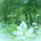 白蓮・幻想