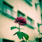 IMGP8250-1