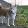 Ｍｙ　ｄｏｇ　まり