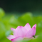 惹かれ合う