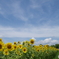 夏が来た！