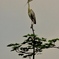 サギ