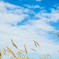 SummerGrass（夏草）