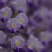 藤の花