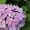 季節はずれ、がんばってる紫陽花