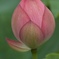 蕾