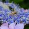 Honeybee in Wonderland